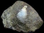 Amethyst Crystal Geode - Uruguay #50203-2